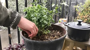 Cette plante remplace vos cubes de bouillon et se plante en pot à cette période précise